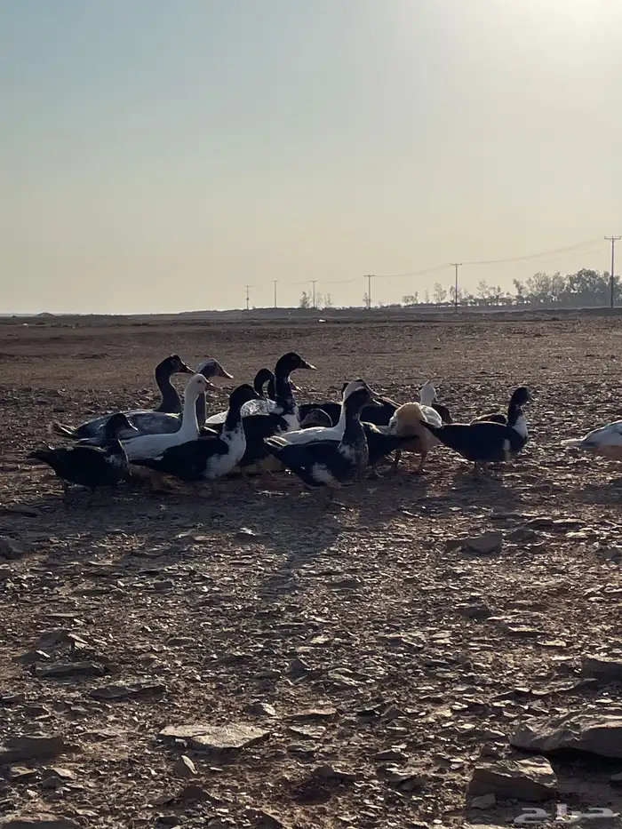 بط مصري عمره من ثلاث شهور ل أربع شهور 1