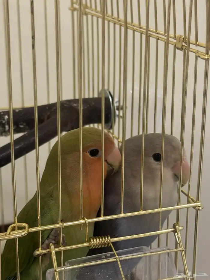 زوج روز أليفين 0