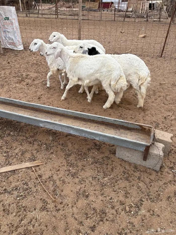 للبيع بهم حري 3