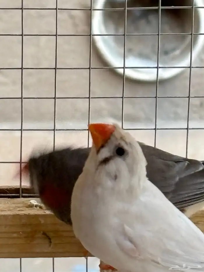 جوز زيبراء كرست 0