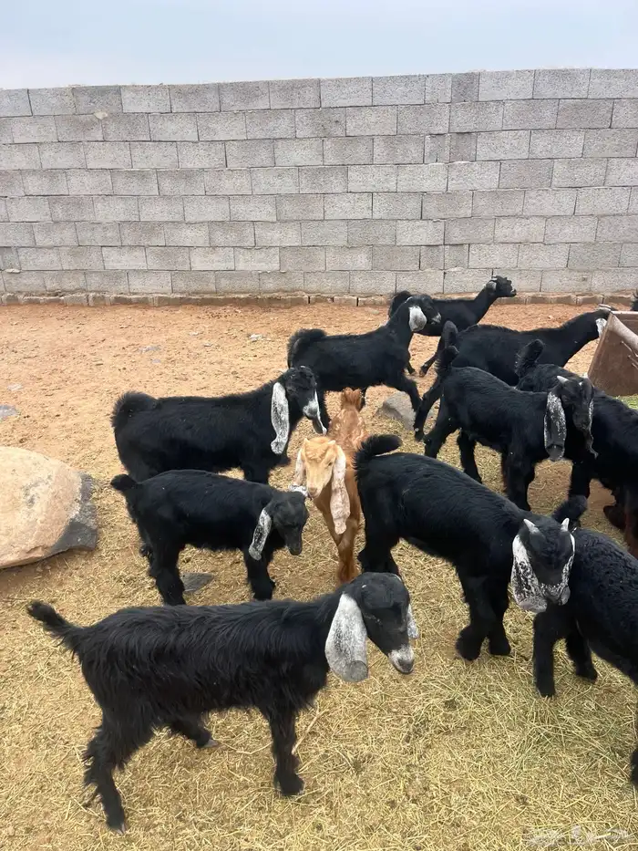 للبيع تيوس 1