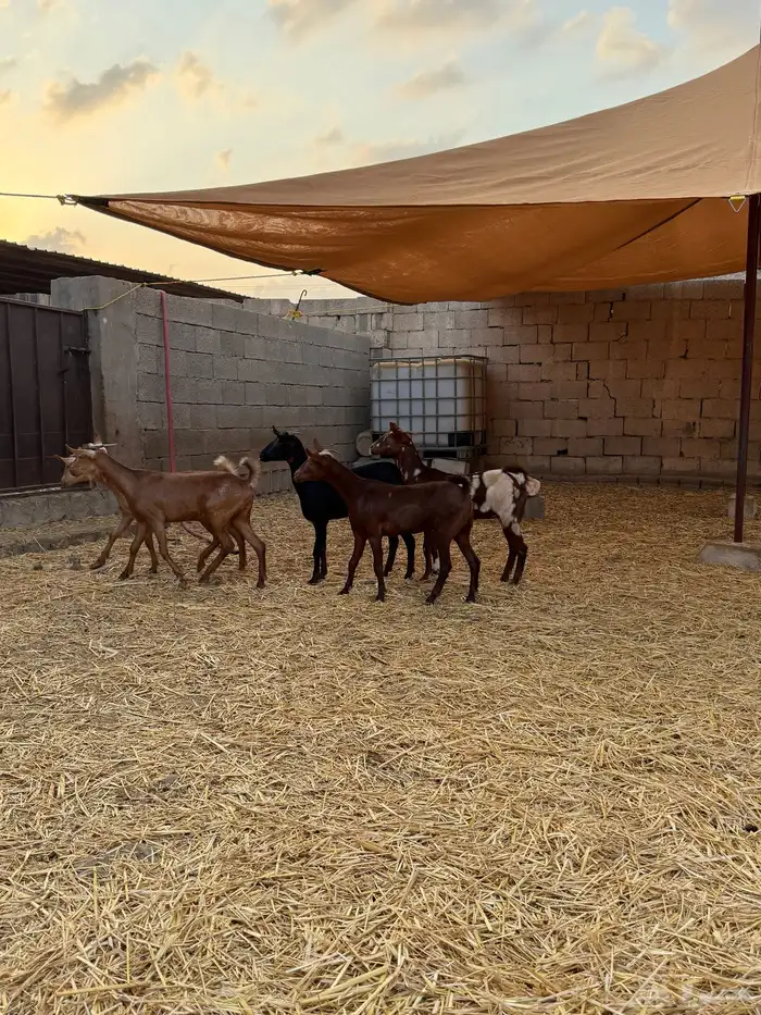 جفار محايليات دهم 8