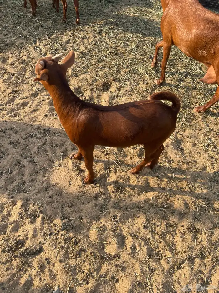 عنز للبيع 2