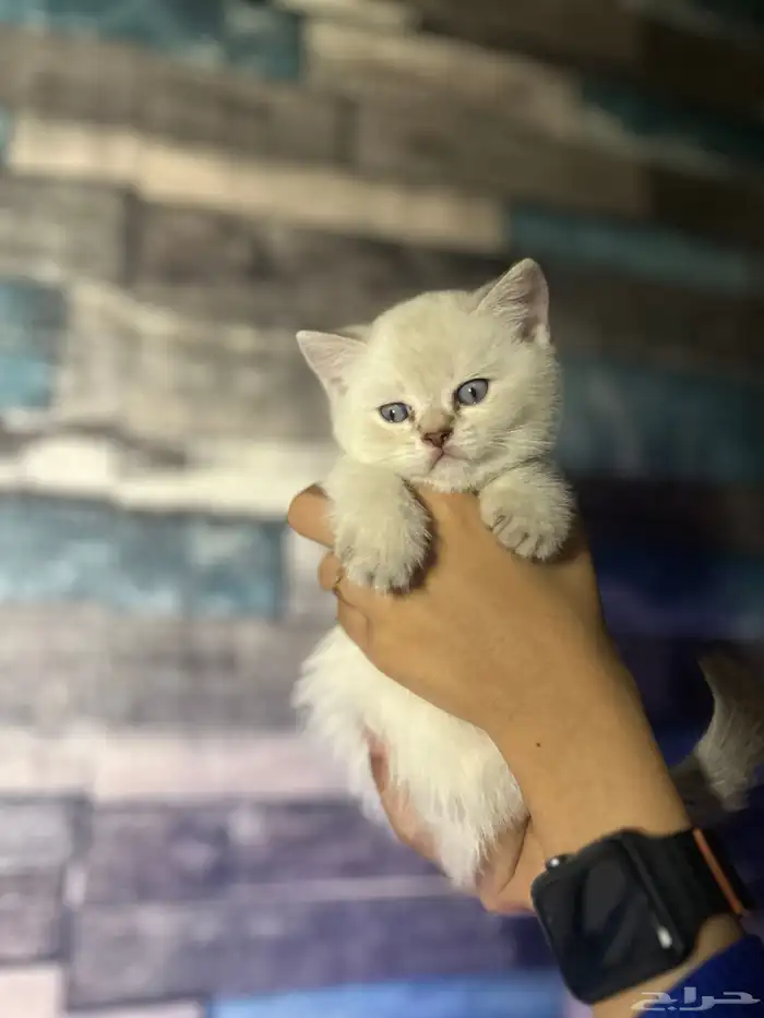 قطه سكوتش ستريت للبيع 0