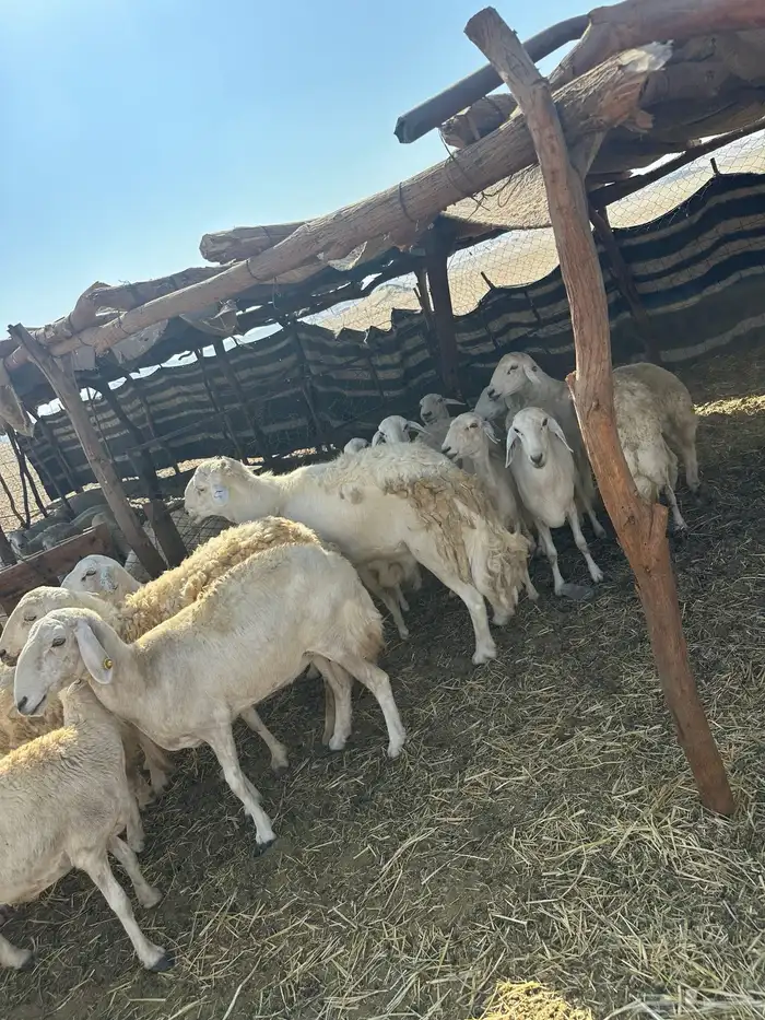 ضان 30 بفحلها تحتها 5 0