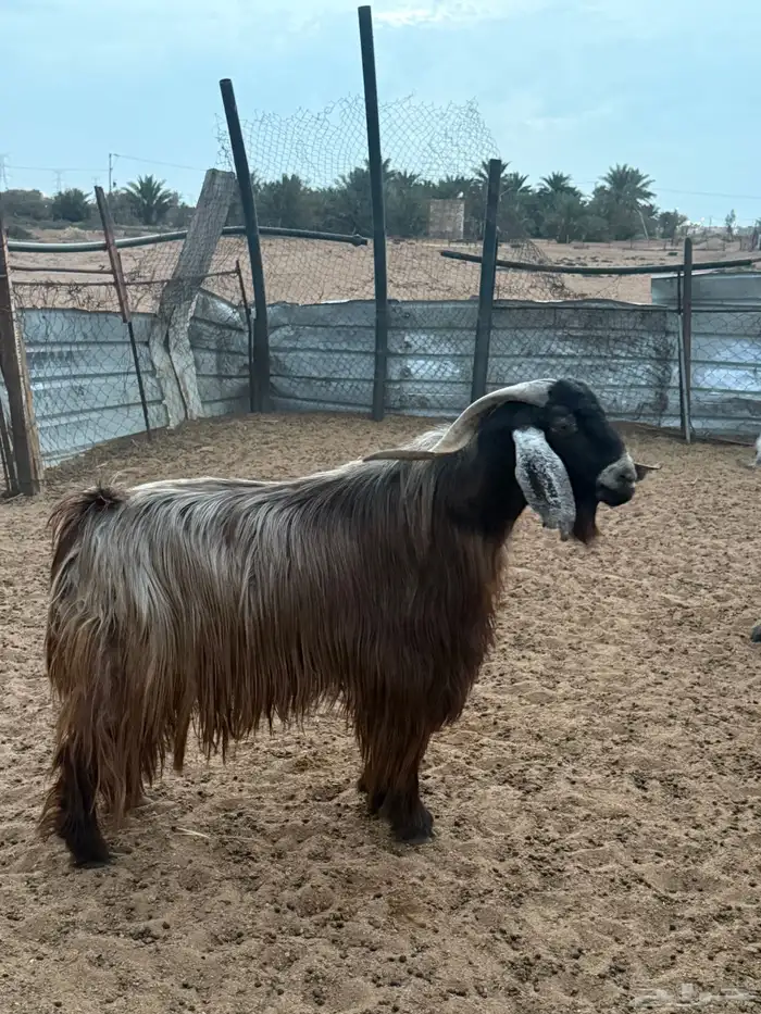 تيس المعزا فحل شرط القريع شرط الشرط العمر 5 سنوات 6