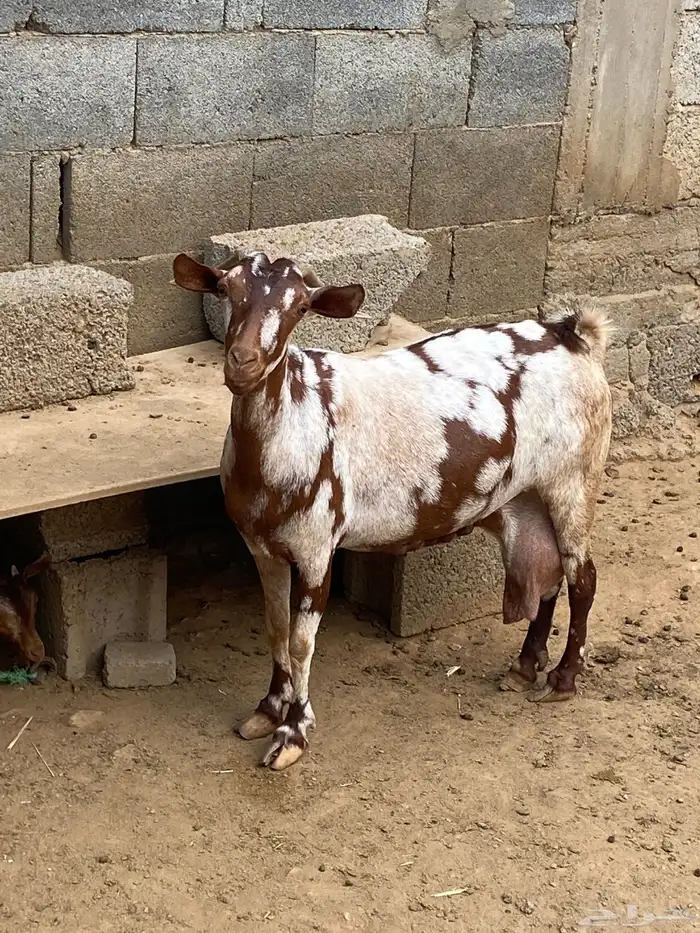 ماعز غنم شاة 0
