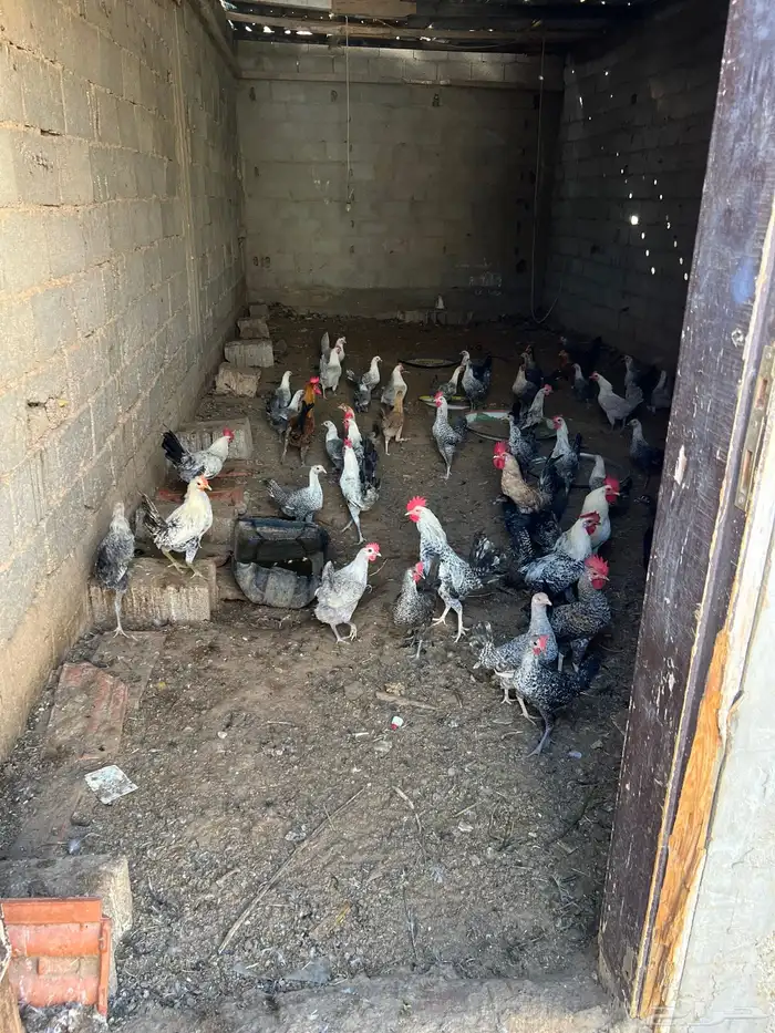 دجاج فيومي ( بداية بيض ) 1