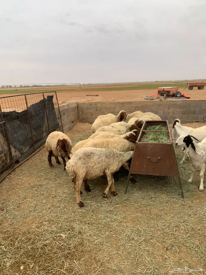 غنم نعيم 20يتبعها 20 0