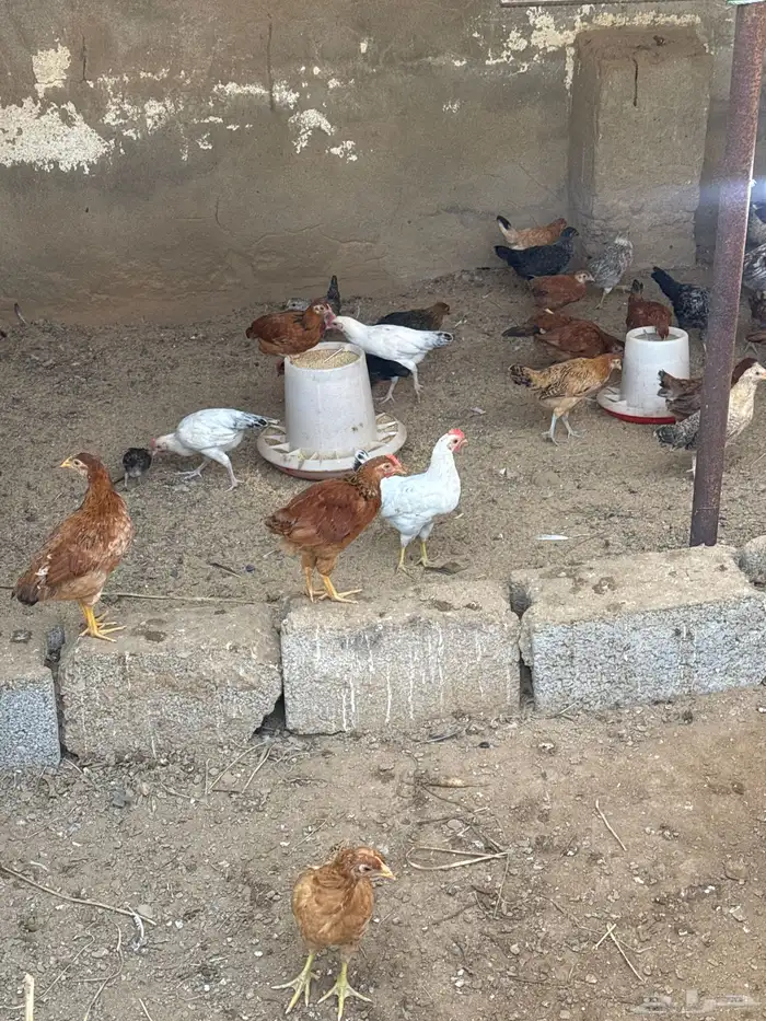 دجاج بلدي للبيع العدد تقريبا 90 0