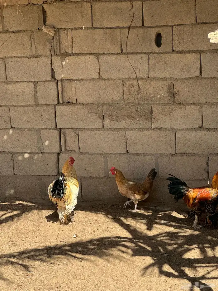 ديوك براهما ودجاج مهجن احجام لون دجاج كفو 4