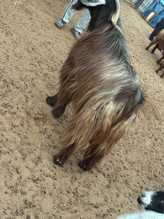 تيس المعزا فحل شرط القريع شرط الشرط العمر 5 سنوات 9