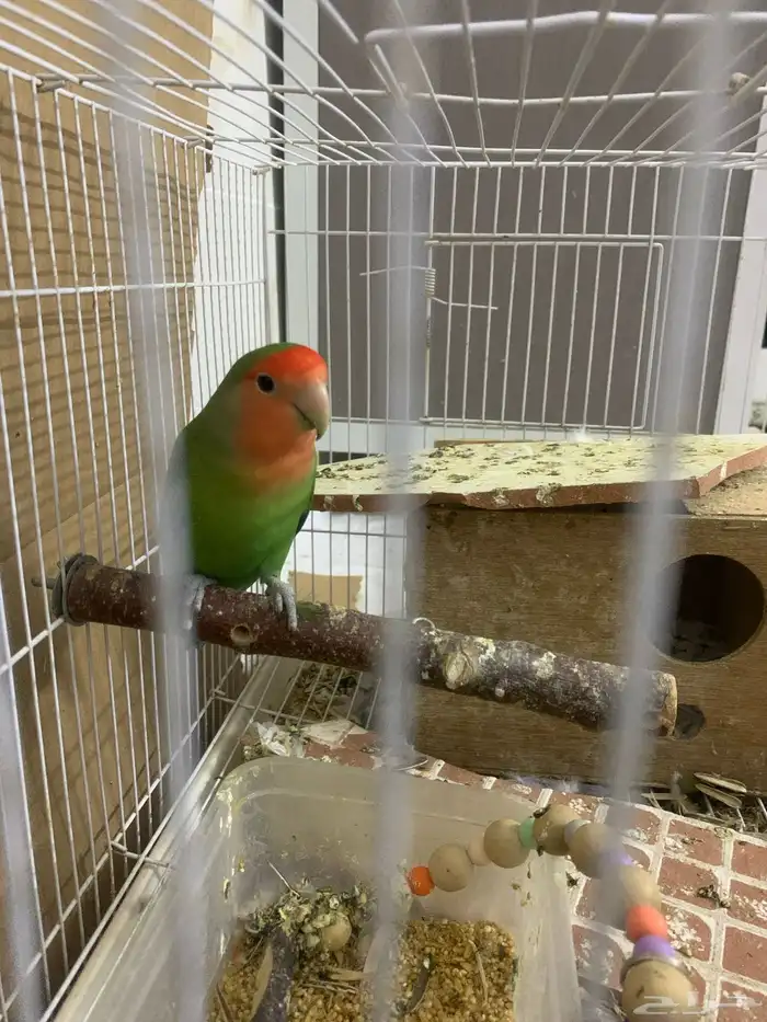 طيور روز للبيع مع القفص 1