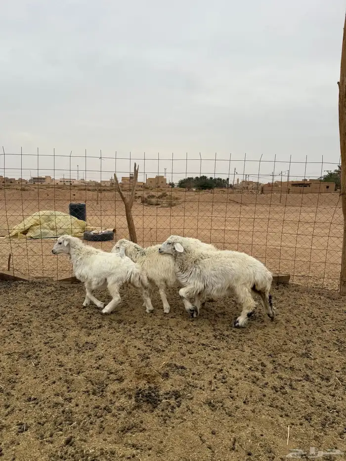 بهم تربية حري البيع 750 2