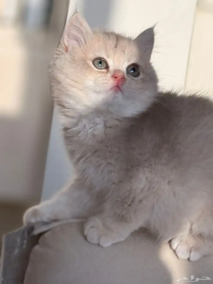 كتن British Shorthair AY12 من خط فاخر برتش 2