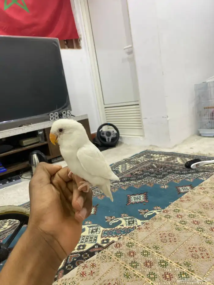 للبيع روز البينو صك اليف مايعرف العض 2