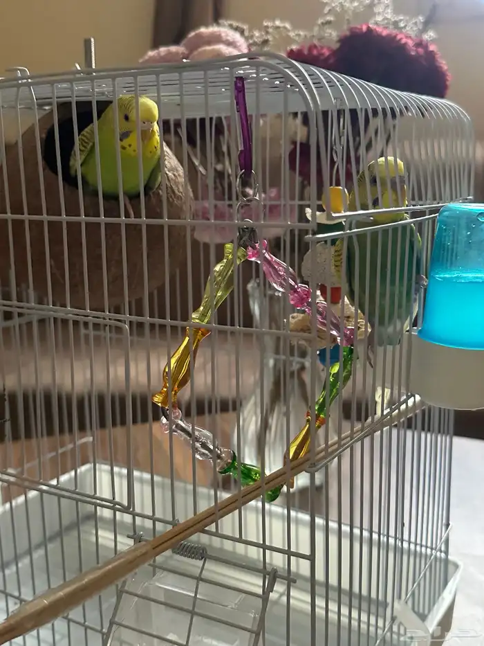 طيور بادجي 2