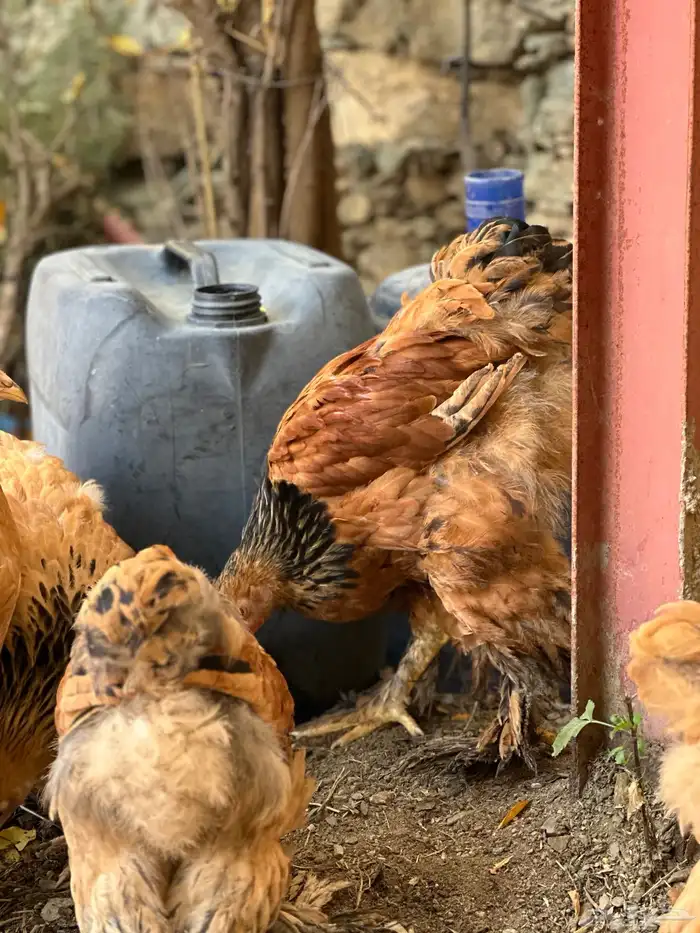 صوص براهما 26