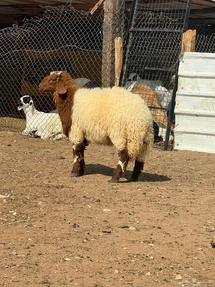 خروف نعيمي شحم فل مع الذبح والتوصيل 4