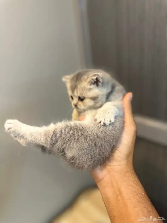 قطه سكوتش فولد ماشاءالله 2