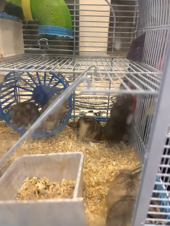 هامستر للبيع 2