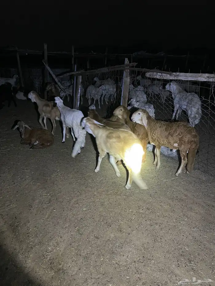 سواكن جذعان شحم للبيع 1