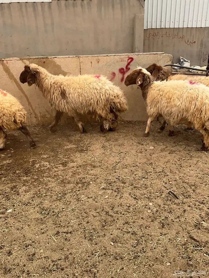 غنم شياه دفيع 3 اشهر وفوق 8