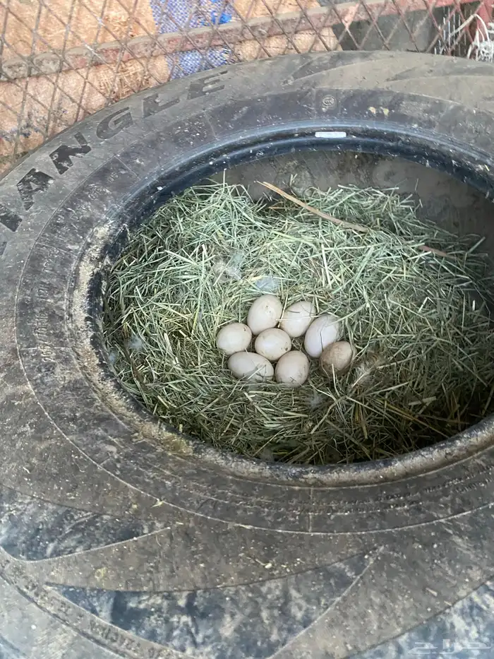 بط مصري وبكيني 3