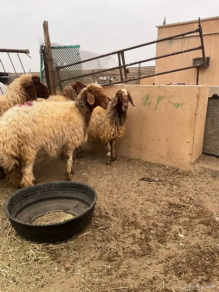 غنم شياه دفيع 3 اشهر وفوق 4