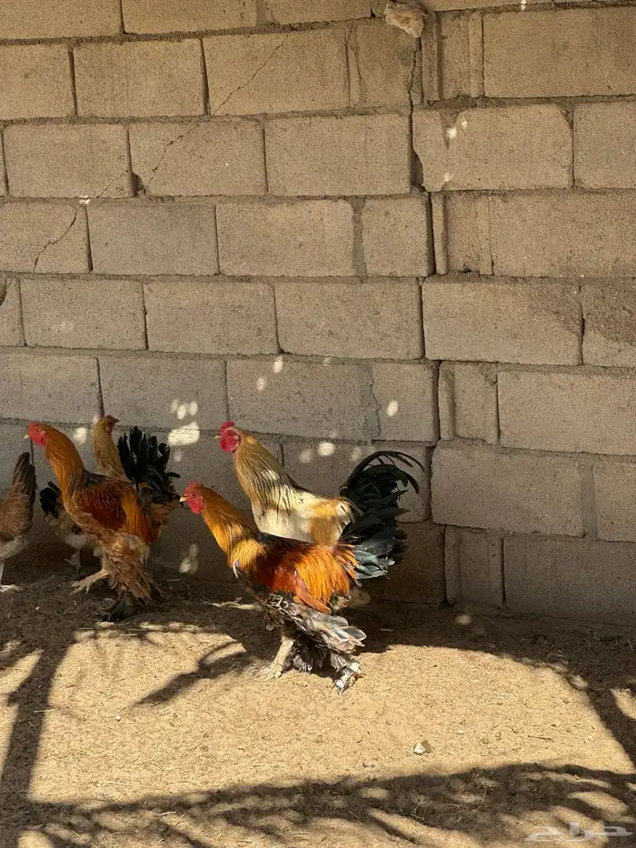 ديوك براهما ودجاج مهجن احجام لون دجاج كفو 0