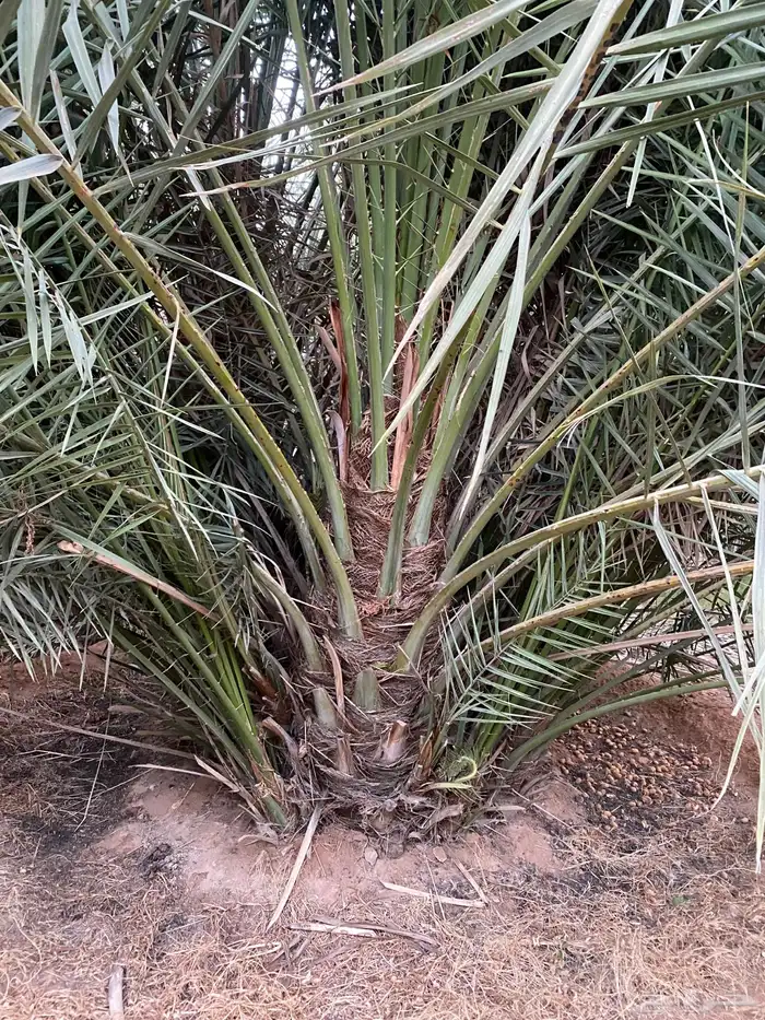 نخل البيع جميع انواع النخيل المثمر 0