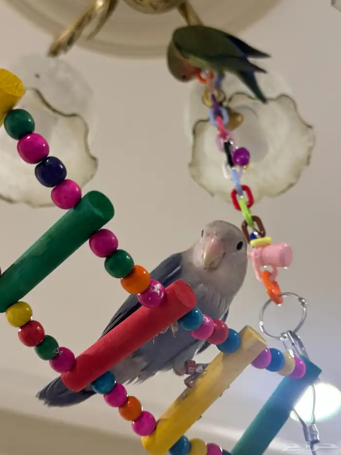 زوج روز أليفين 6