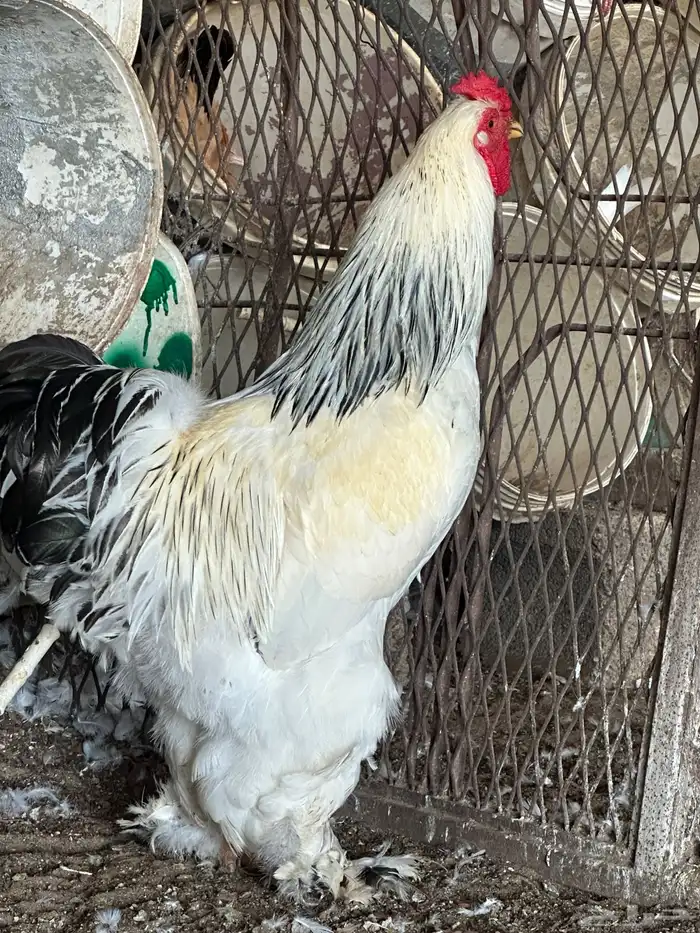 متوفر دجاج براهما وصيصان 0