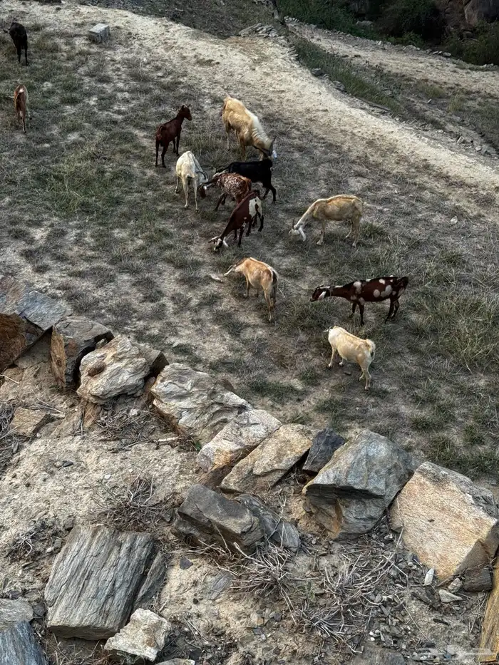 معزا مقاني مراح واحد 4