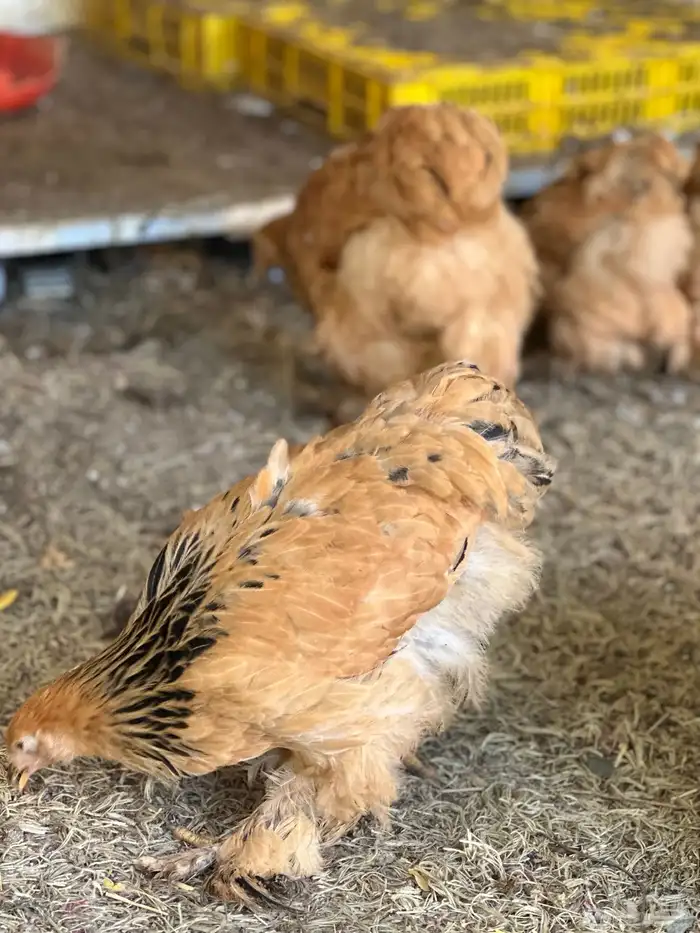 صوص براهما 9