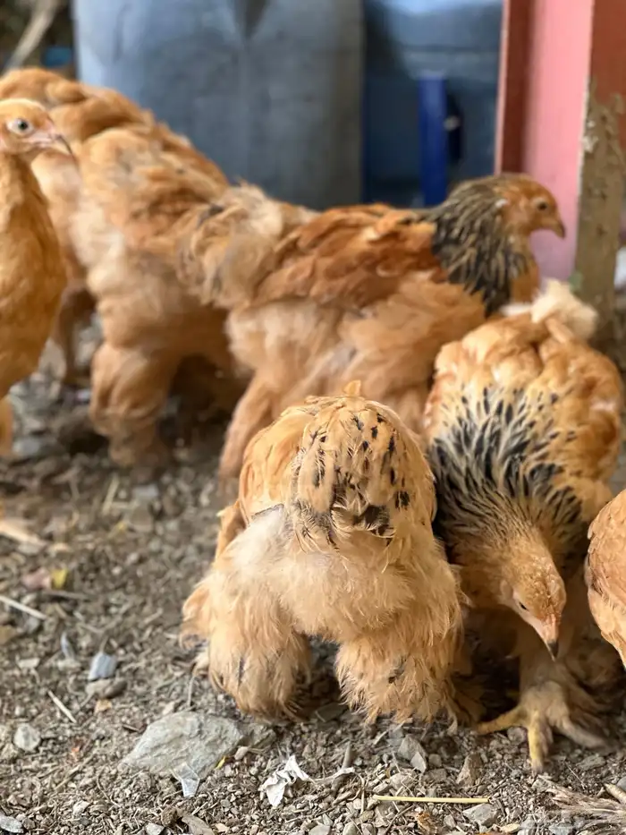 صوص براهما 40