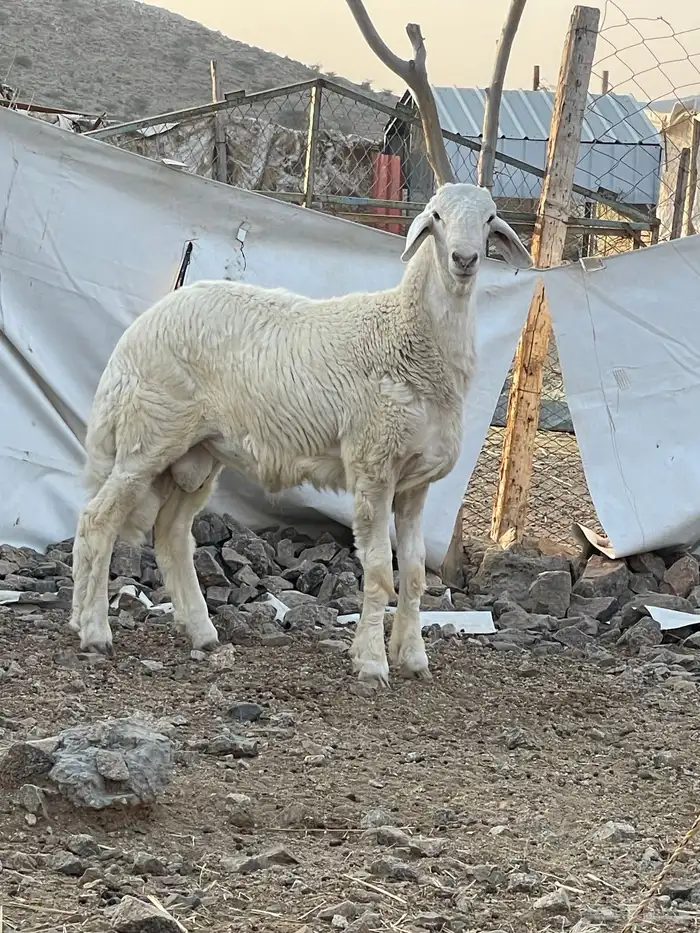 مشروع العمر 5 شهور 0