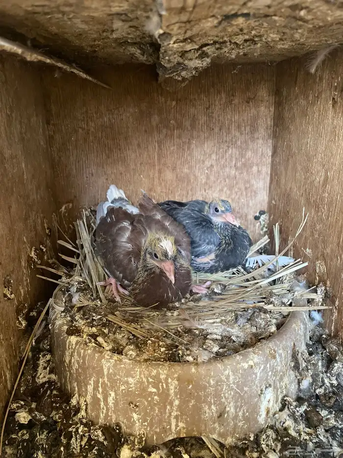 حمام قلابي شرط مع عياله 7