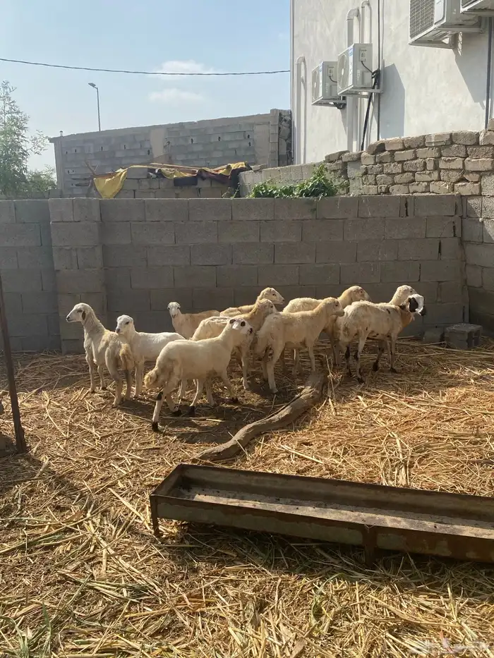 للبيع رخيل تربيه جدا 0