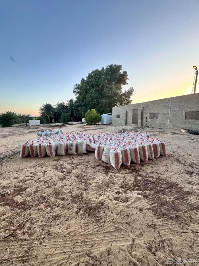 تمر نفيع جديد للمواشي 2