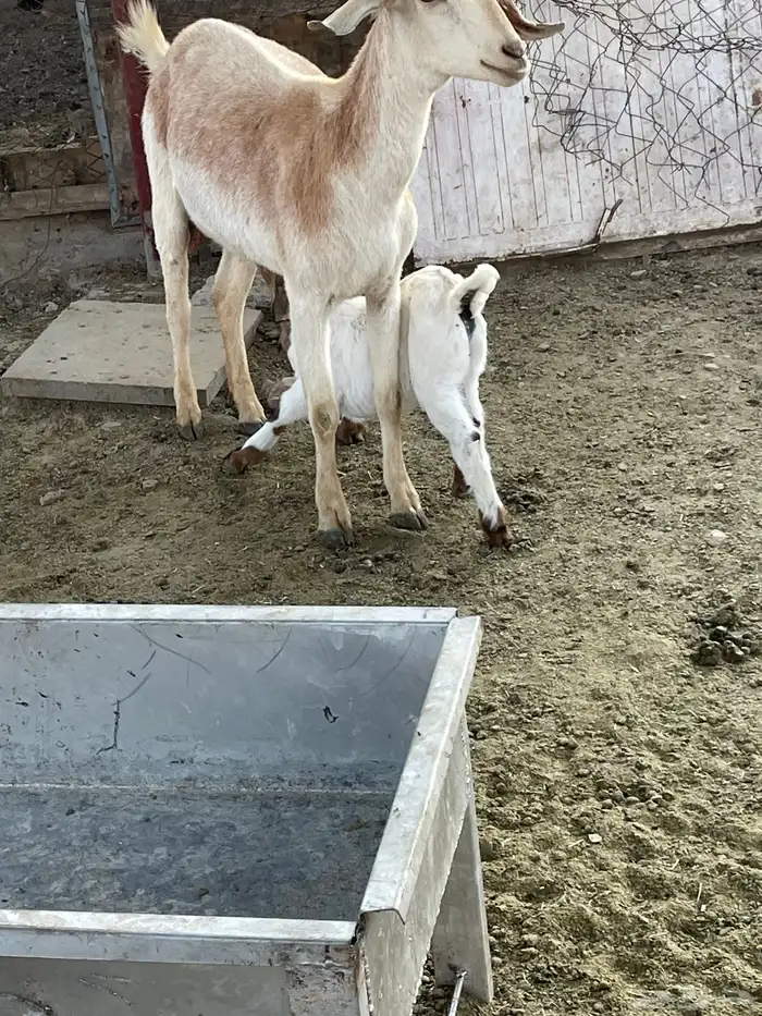 عنز تحتها تيس 4