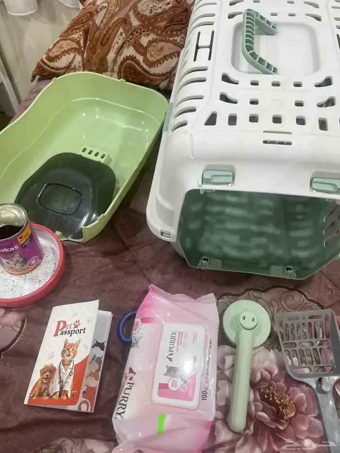 قط ذكر للبيع العمر 4 شهور 250 معه كرت التطعيم 2