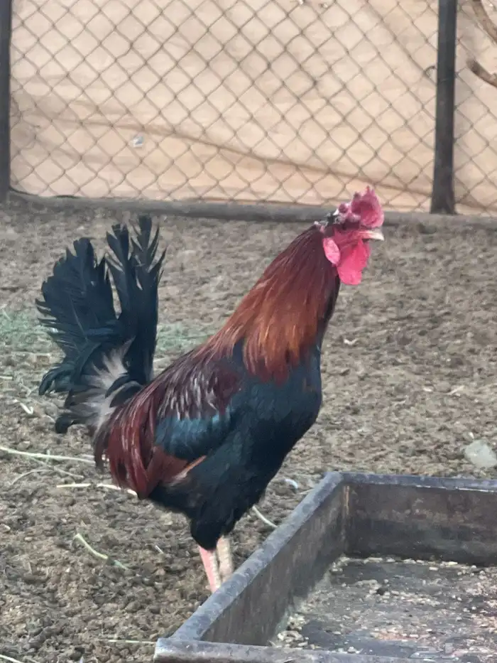 ديك عربي اصيل ودجاجه 1