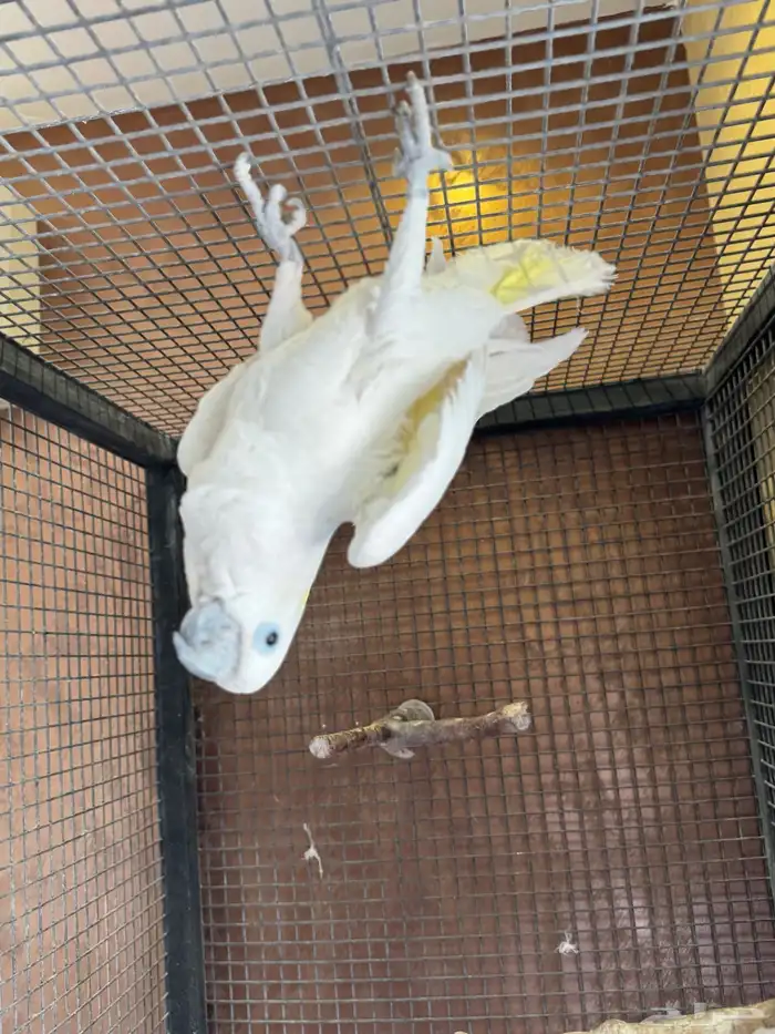 كوكاتو ترايتون مع قفص 4