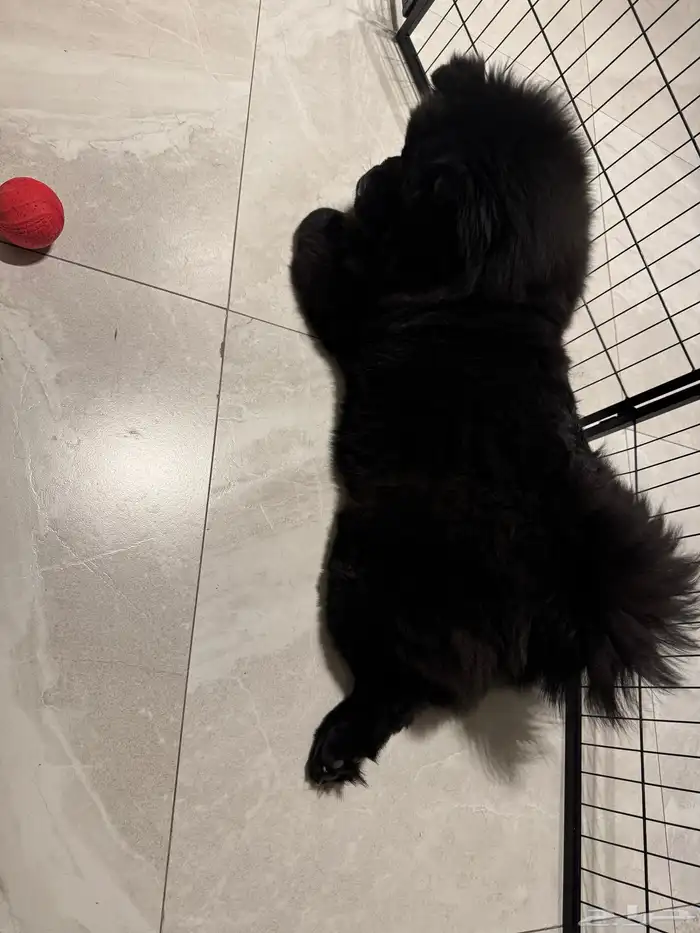 كلب شاو شاو اسود 7 شهور 0