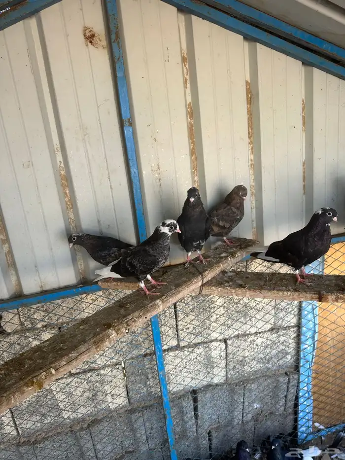 طبات قطايف 2