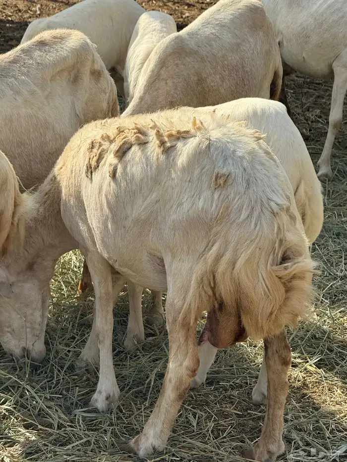 ضان مناتيج 1