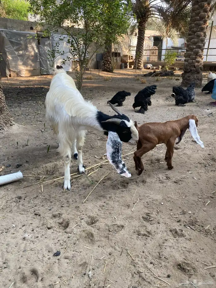 للبيع عنز مشروكه 4