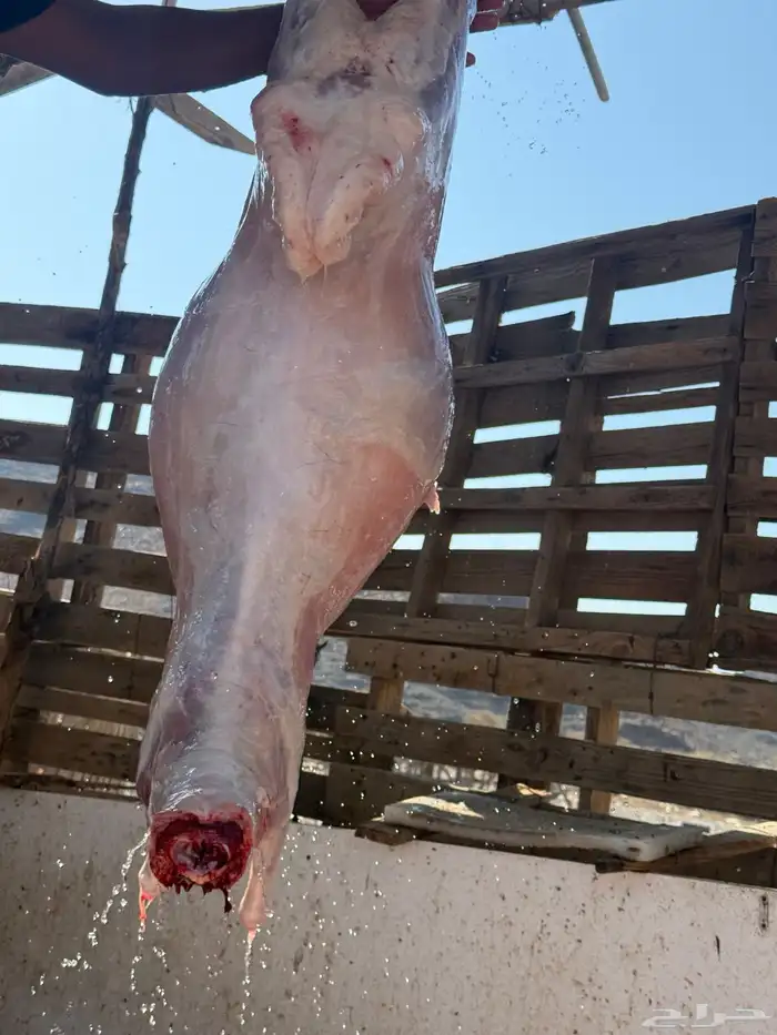 ذبائح مع خدمة الذبح والتوصيل 8