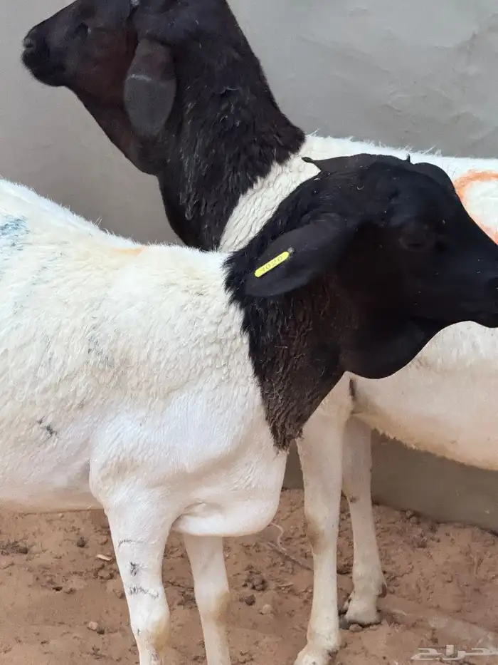 برابر ثنيان العدد اثنين 0